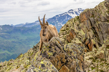 Obraz premium Mountain goat, ibex in the Alps. Alpine mammals in the wild nature on the top of the mountain among green bushes and grass. Big male and female mountain goat in the natural environment in the Alps