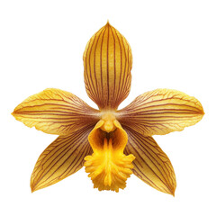 Orchid Isolated on transparent Background