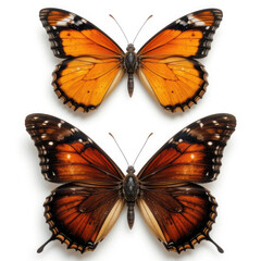 Fototapeta premium set of colorful butterflies