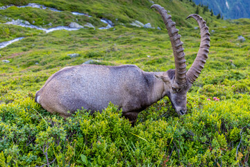 Mountain goat, ibex in the Alps. Alpine mammals in the wild nature on the top of the mountain among...