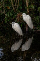 great white egret