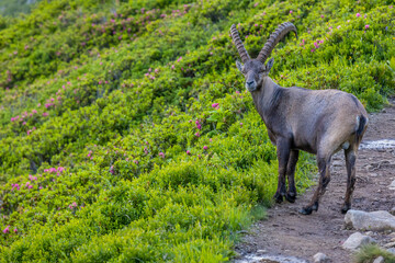 Mountain goat, ibex in the Alps. Alpine mammals in the wild nature on the top of the mountain among...