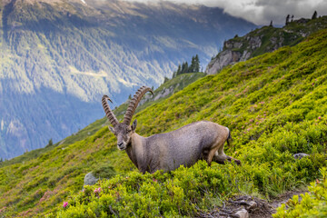Mountain goat, ibex in the Alps. Alpine mammals in the wild nature on the top of the mountain among...