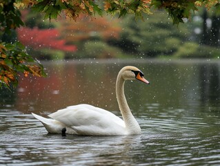 Elegant swan on a tranquil autumn lake