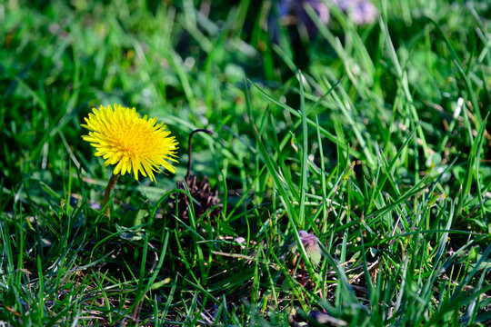 Wildflowers and dandelion seed head in soft focus. Close-up of delicate wildflowers with a blurred dandelion seed head in the background, creating a dreamy and natural springtime scene.  

