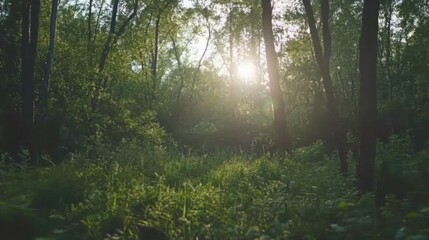 Fototapeta premium Sunlight filtering through lush forest foliage