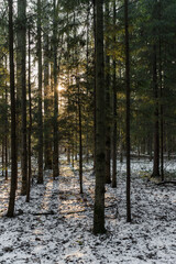 Forest with tall trees and the sun shining through the branches. The ground is partially covered with snow, creating a serene and peaceful atmosphere.