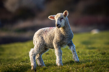 A lamb in the South Downs near Lewes, on a sunny spring day