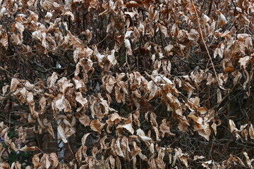 Dead leafs on a bush