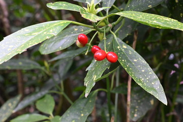 Fototapeta premium A cluster of red berries on a leafy green plant