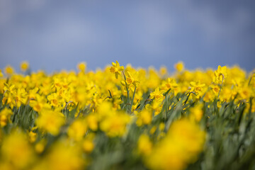 An abundance of vibrant daffodils growing in the Welsh countryside, with a blue sky overhead