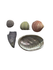 sea shells no background