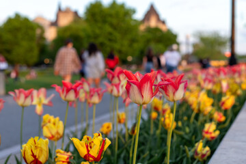Tulips in spring. People walking in city park with flowers in evening.