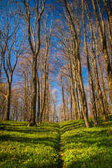 After Long Hours in the Office, a Middle-Aged Woman Embraces the Fresh Air and Serenity of a Scenic Forest Trail, Finding Strength and Balance Through Hiking