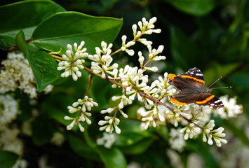 The white blossoms on a Cheyenne Privet, a common hedge plant with thick leaves and fragrant white flowers that draw bees and butterflies, drew the attention of an admiral butterfly.