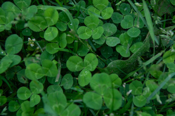 A detailed full frame close-up of clover leaves adorned with water droplets. Making a beautiful background and displaying the freshness and tranquility of nature after a rain.