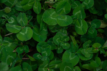 A detailed full frame intricate close-up of clover leaves. Making a beautiful background and displaying the freshness and tranquility of nature.