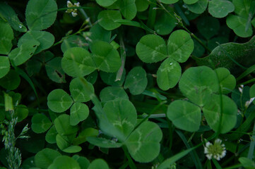 A detailed full frame close-up of clover leaves adorned with water droplets. Making a beautiful background and displaying the freshness and tranquility of nature after a rain.