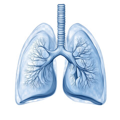 Human lungs isolated on a transparent background
