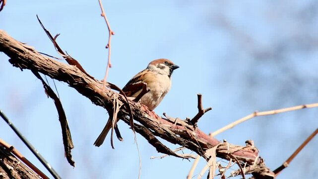 A sparrow chirps cheerfully on a grape branch on a sunny spring day.