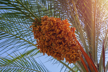 Palm tree branches with lots of ripe dates on bly sky and beight sun light rays.Harvesting,farming exotic fruits and berries,israel,turkey, United Arab Emirates