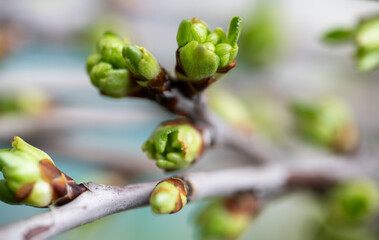 Close up of Fresh Young Leaf Buds of Cherry Tree