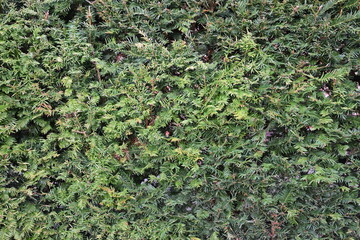 A green hedge with many branches and leaves