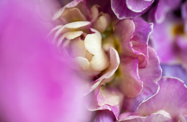 Close up of Pink Primula Flowers with Large Solid Pink Area for Text Overlay