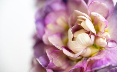 Close up of Pink Primula Flowers with Large Solid Pink Area for Text Overlay © Anna Hoychuk