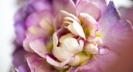 Close up of Pink Primula Flowers with Large Solid Pink Area for Text Overlay © Anna Hoychuk