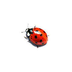 Fototapeta premium Ladybug isolated on transparent background