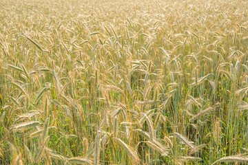 Wheat field swaying gently under the sunlight.