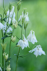 Obraz premium White Columbine Flowers with Dew on Green Background