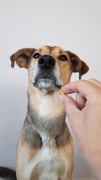 Obedient dog waits before eating treat from owner's hand. well-trained dog patiently waits before taking treat from hand, demonstrating obedience, discipline. vertical format for pet training content