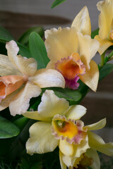 Orchid-Rhyncattleanthe