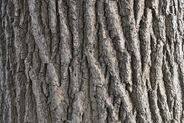 The bark of a tree is rough and textured