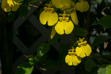 Orchid-Sweet sugr lemon drop-Oncidium