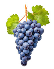 Fototapeta premium Juicy Grape Cluster: A vibrant cluster of ripe, dark-purple grapes hangs, showcasing their freshness with attached green leaves in exquisite detail.