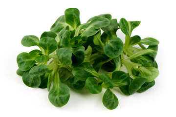 Fresh Corn Salad (Lamb's Lettuce), Isolated on White Background.