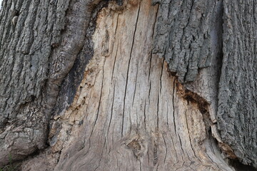 A tree trunk with a large hole in it