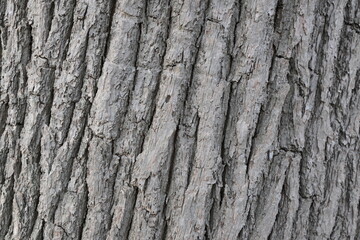 The bark of a tree is rough and textured