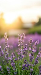 Obraz premium Lavender field at sunset, vibrant colors, rural scene