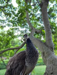 peacock on the tree