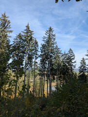 forest in the morning
