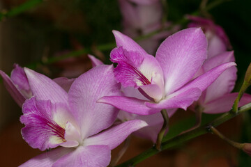 Orchid-Williamcookara Bill