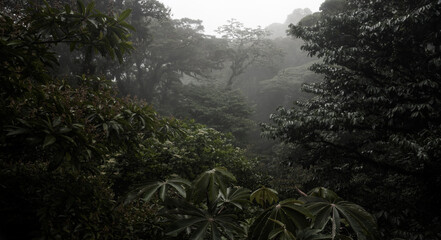 Dim light filters through the dense foliage of a tropical rainforest.