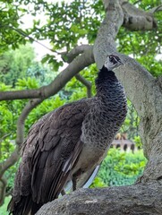 peacock on the tree