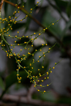 Whisk fern (Psilotum nudum) Dark background