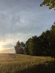 forest in the morning
