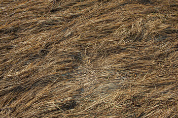 Surface of dry grass on autumn meadow.
